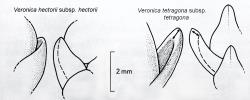 
  Examples of whipcord hebes without (V. hectorii) and with (V. tetragona) the leaf lamina thickened at the apex (indicated by arrows). (See Key, couplet 18.)
 Image: Tim Galloway © Te Papa CC-BY-NC 3.0 NZ